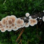 3 surprising Health Benefits of mushroom