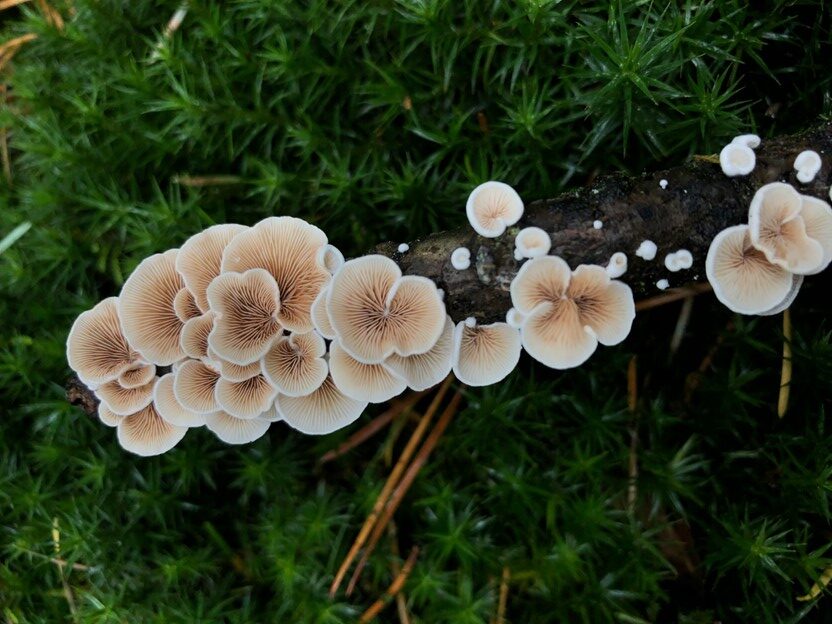 3 surprising Health Benefits of mushroom